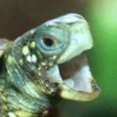 Real tortoise photo the Neuro-sama Wiki uses to represent Vedal